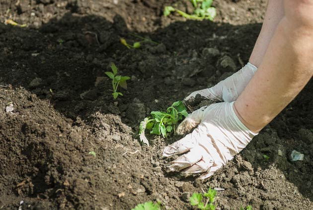 O que é remediação ambiental mãos plantando