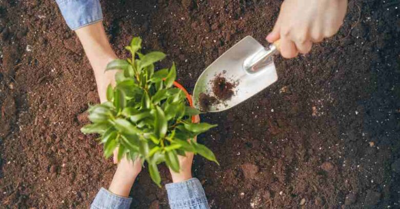 Colaboradores plantam uma muda juntos, simbolizando a prática da educação ambiental em empresas