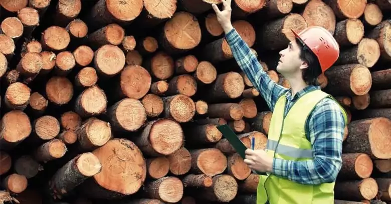 Veja a importância de um engenheiro florestal.