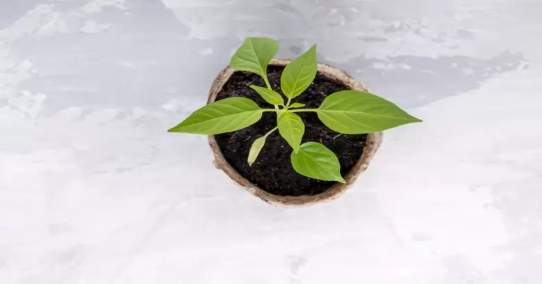 Adubação orgânica: transforme o lixo em vida