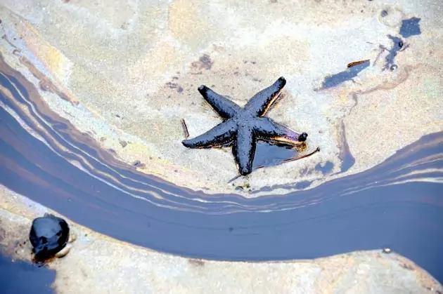 Estrela do mar sofre com vazamento de óleo no seu habitat 