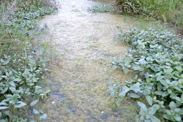 eutrofização das águas de modo natural