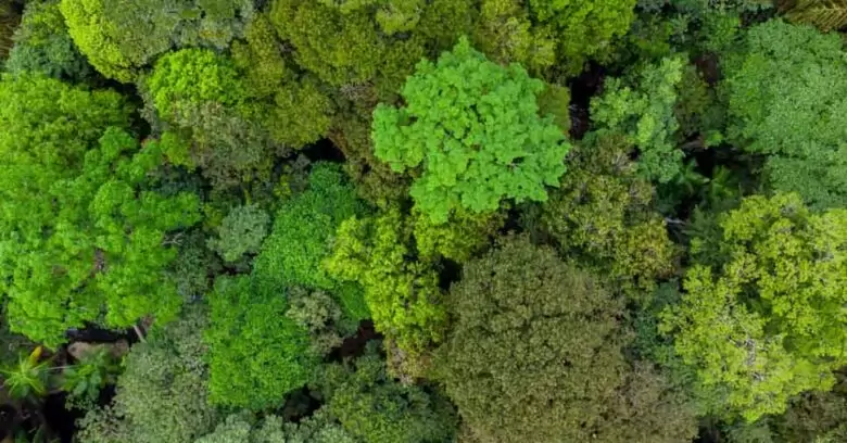 proteção às florestas é tema recorrente