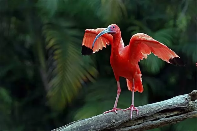 Animal que precisa de proteção da biodiversidade