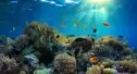 Por que devemos nos importar com os recifes de coral?