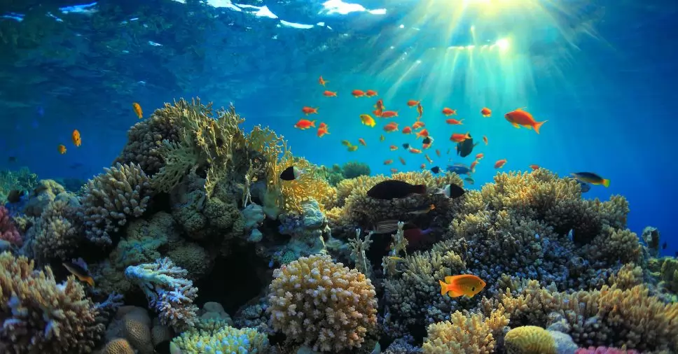 Por que devemos nos importar com os recifes de coral?