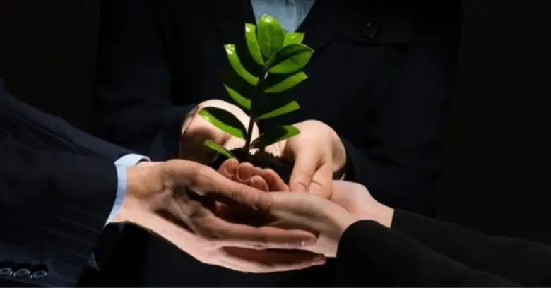 Mãos de executivos sustentam planta para ilustrar como evitar greenwashing em empresas.